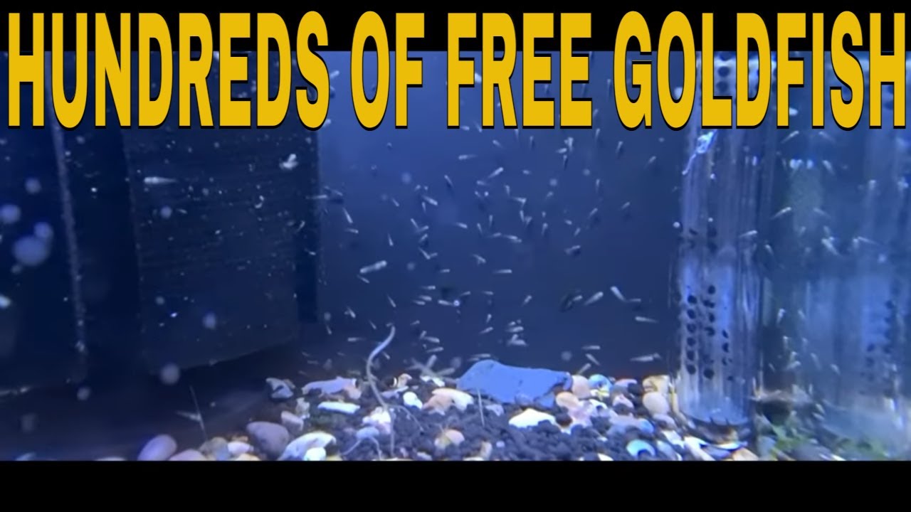 How To Breed Goldfish.