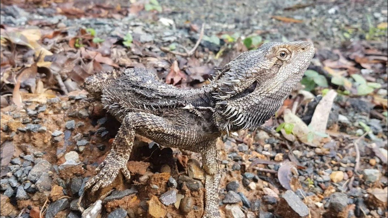 Bearded Dragon. Pogona barbata. Eastern Bearded Dragon. Venomous Lizard. 
