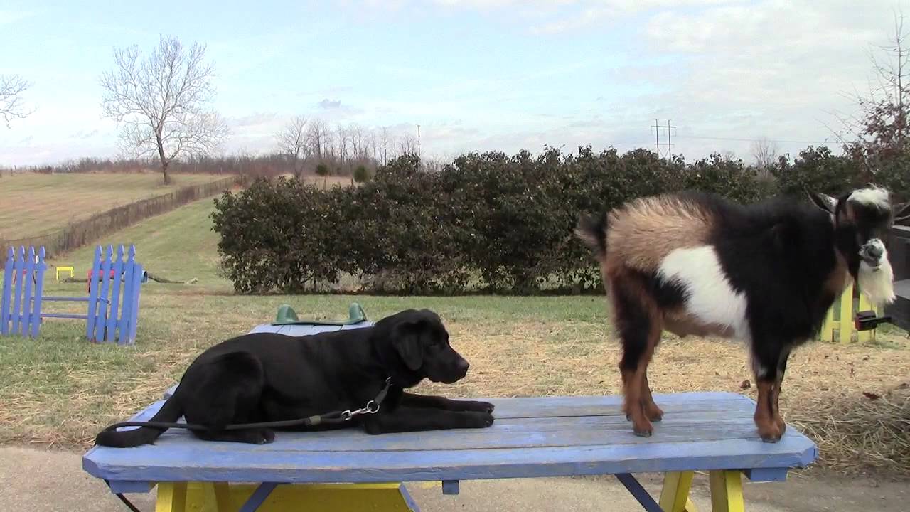Training Your Labrador Retriever Puppy Part Four