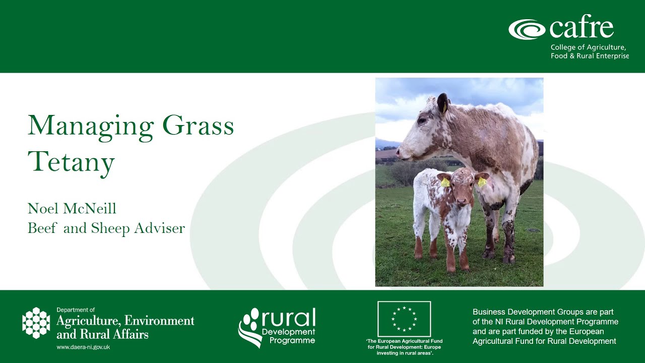 Managing Grass Tetany with Noel McNeill, Agriculture Adviser, CAFRE