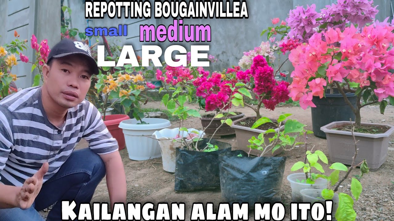 Importante na malaman mo ito bago mo i repot ang different sizes ng  bougainvillea mo