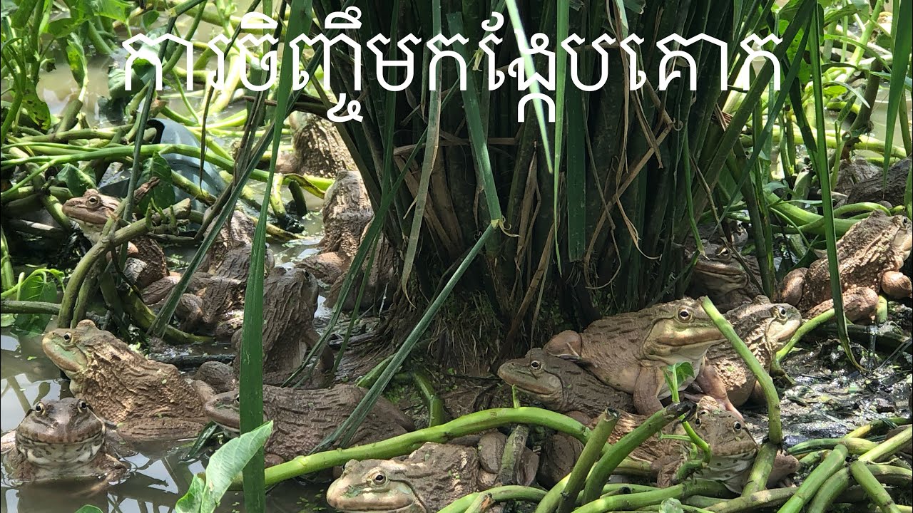 អត្ថប្រយោជន៍នៃការចិញ្ចឹមកង្កែបគោក / Amazing important frogs ground floor with green house farm