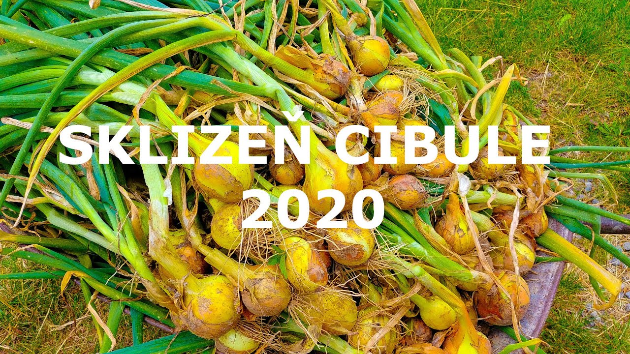 Sklizeň cibule 2020