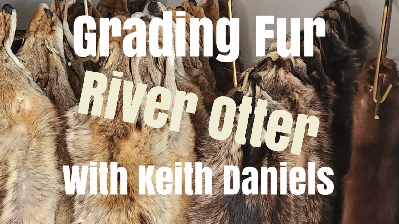 Grading fur with Keith Daniels  River Otter