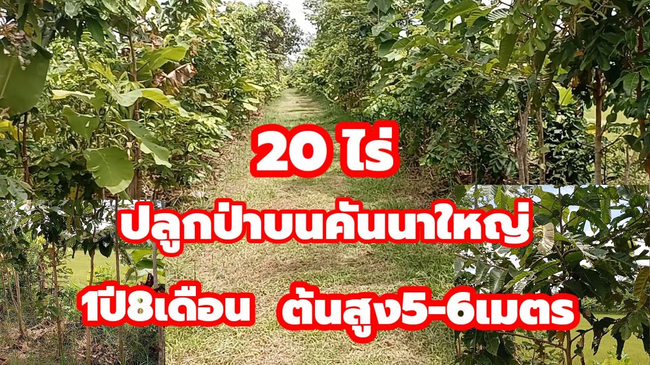 ปลูกป่าแบบผสมผสาน 1ปี8เดือน มี ยางนา พะยูง ประดู่ มะฮอกกานี บนเนื้อที่20ไร่ งามสุดๆ
