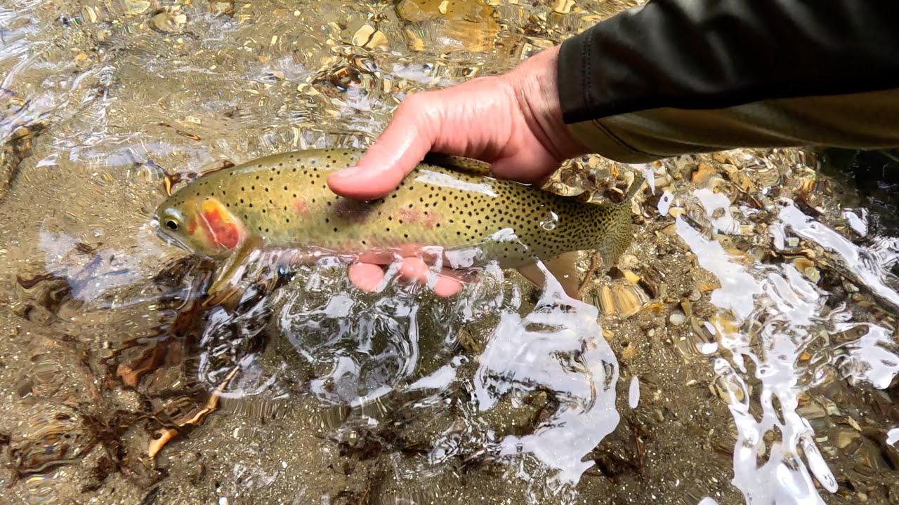 Fly fishing a small stream in Idaho's Clearwater River watershed. Nonstop action! (days 3 & 4)