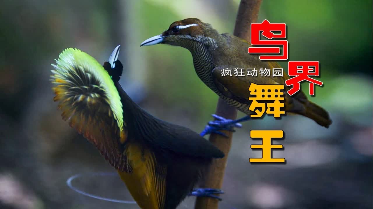 林子大了，什么鸟都有，&ldquo;鸟界舞王&rdquo;跳舞求偶！