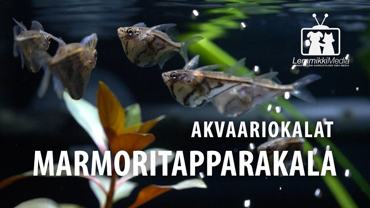 Akvaario: Marmoritapparakala