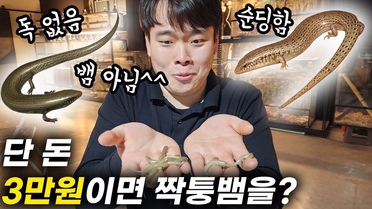 단돈 3만원에 키울 수 있는 도마뱀?  모래속에 사는 미꾸라지라구요?