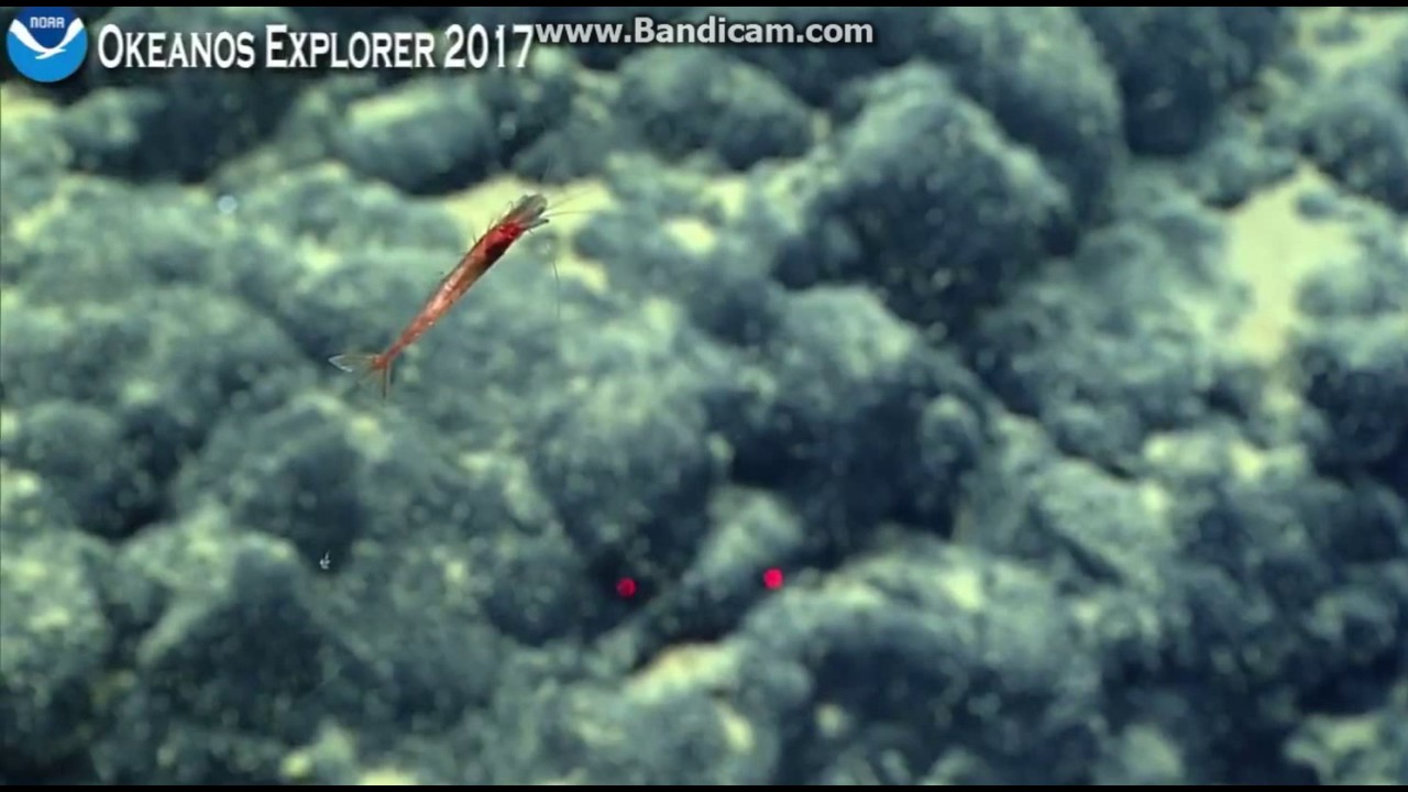 Okeanos unnamed hadal hole in the Phoenix Islands