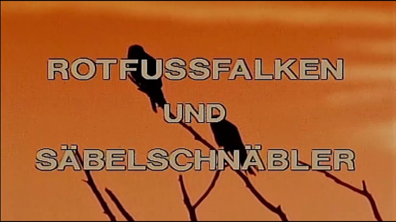 Rotfußfalken und Säbelschnäbler - In der ungarischen Puszta