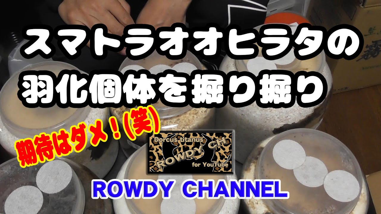 スマトラオオヒラタの羽化個体を掘り出してみたら・・・