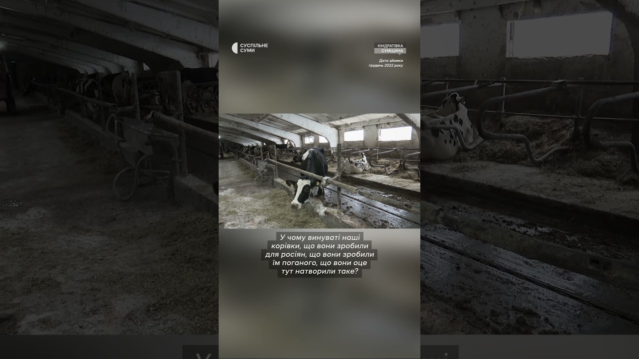 Через постійні атаки РФ, ферма з Кіндратівки мусила евакуюватись #ферма #молоко #сумщина #евакуація