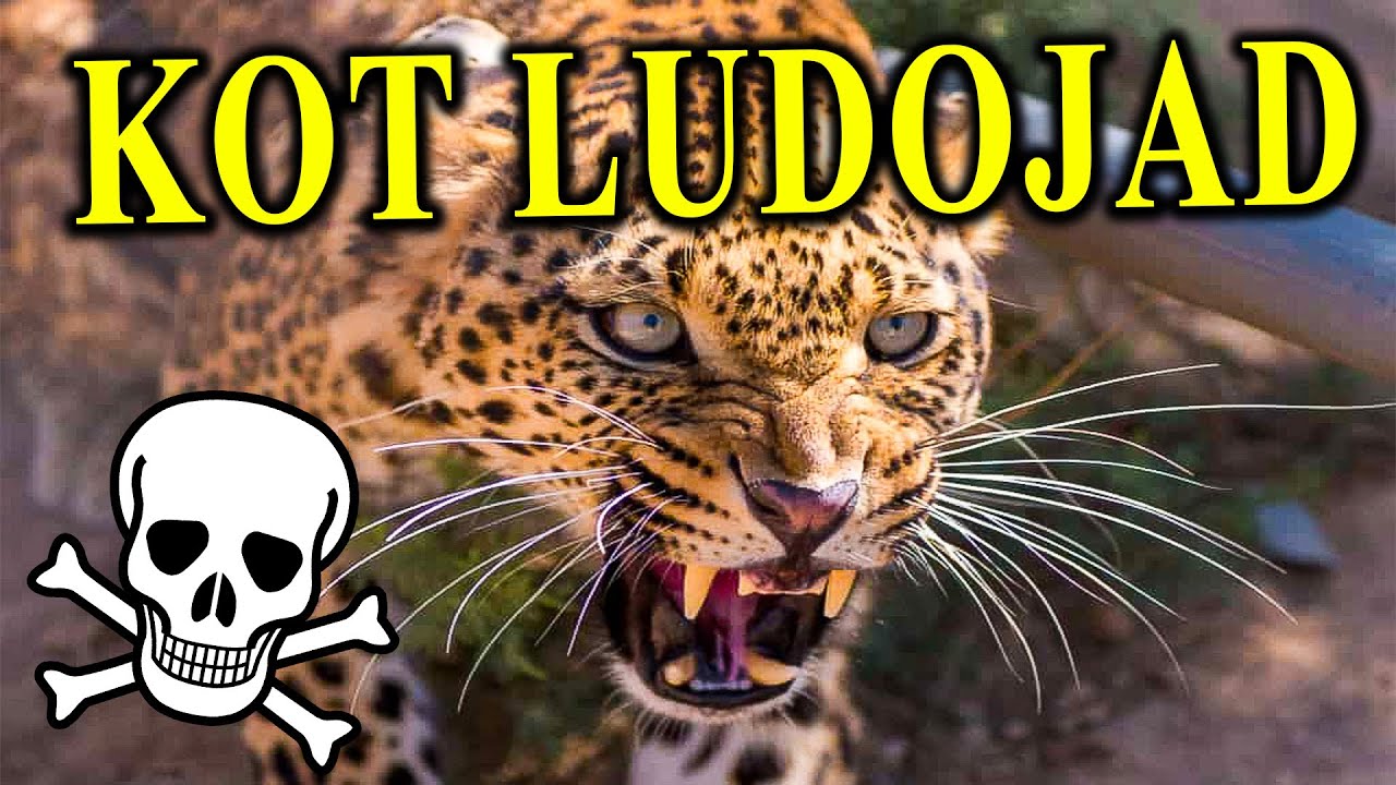 Dlaczego Poluje Na Ludzi? - LAMPART - Niebywale Zwinny Drapieżnik