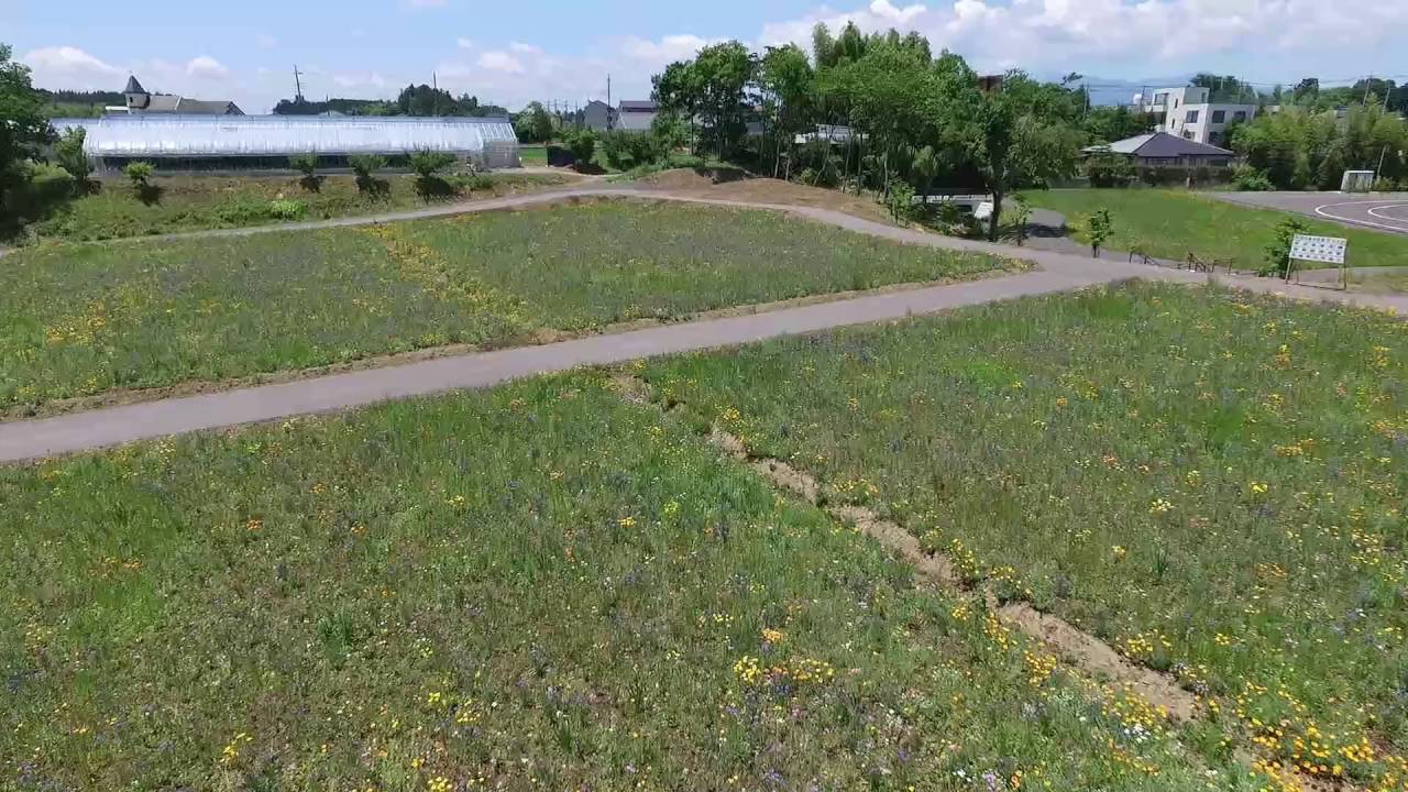 水辺公園お花畑