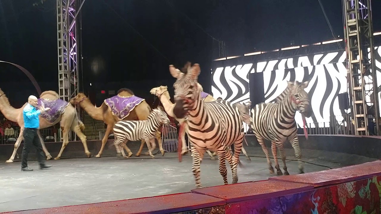 UniversalSoul Camels/Zebras-Chicago 10/31