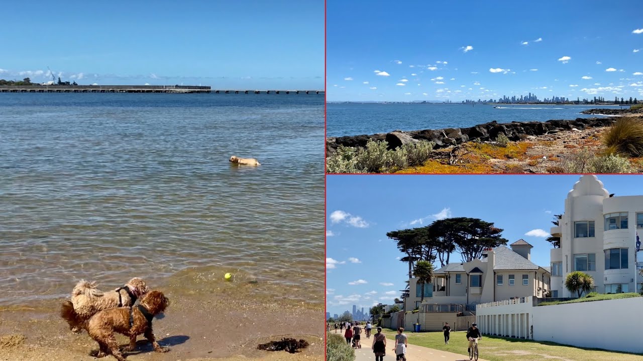 欣赏海景别墅｜墨尔本海边风情｜狗狗撒欢沙滩｜Melbourne beach house | Enjoy beach weather | Dogs playing on the beach