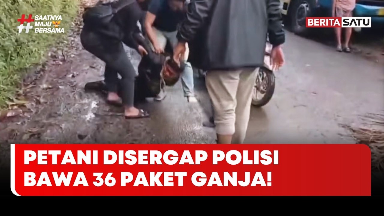 Petani Disergap Polisi Diketahui Bawa 36 Paket Ganja #Beritasatu