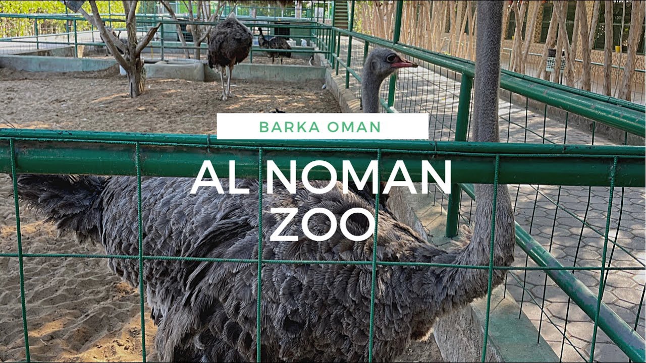 AL NOMAN ZOO BARKA OMAN/Al noman Park- Zoo/Oman Zoo/Shirley’s Kitchen
