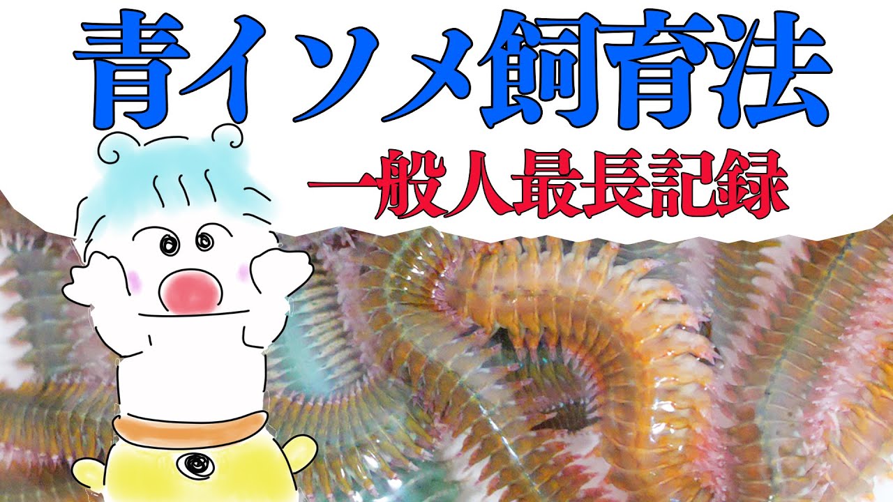 アオイソメ（青イソメ）の長期飼育・保存法ー東大生が論文に基づき解説（初心者も簡単）