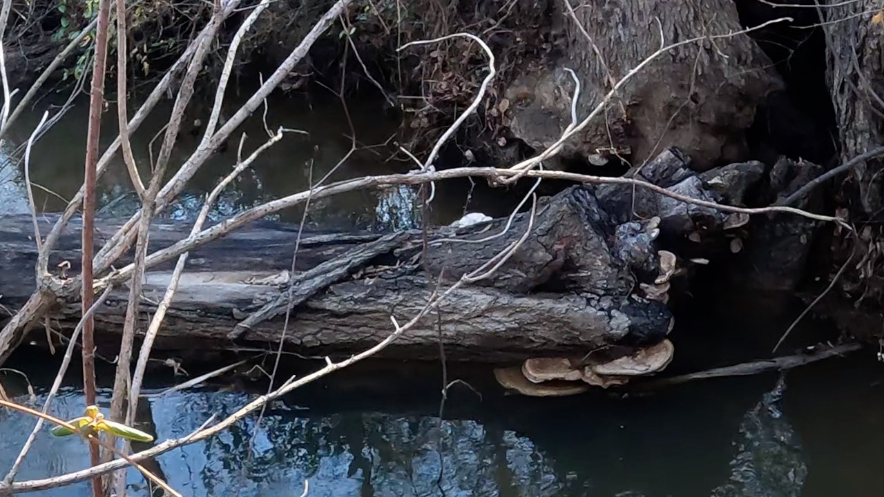 Fishing Little Creeks In East Texas