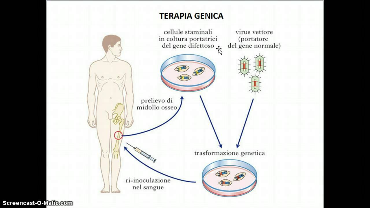 tecniche di DNA ricombinante 2