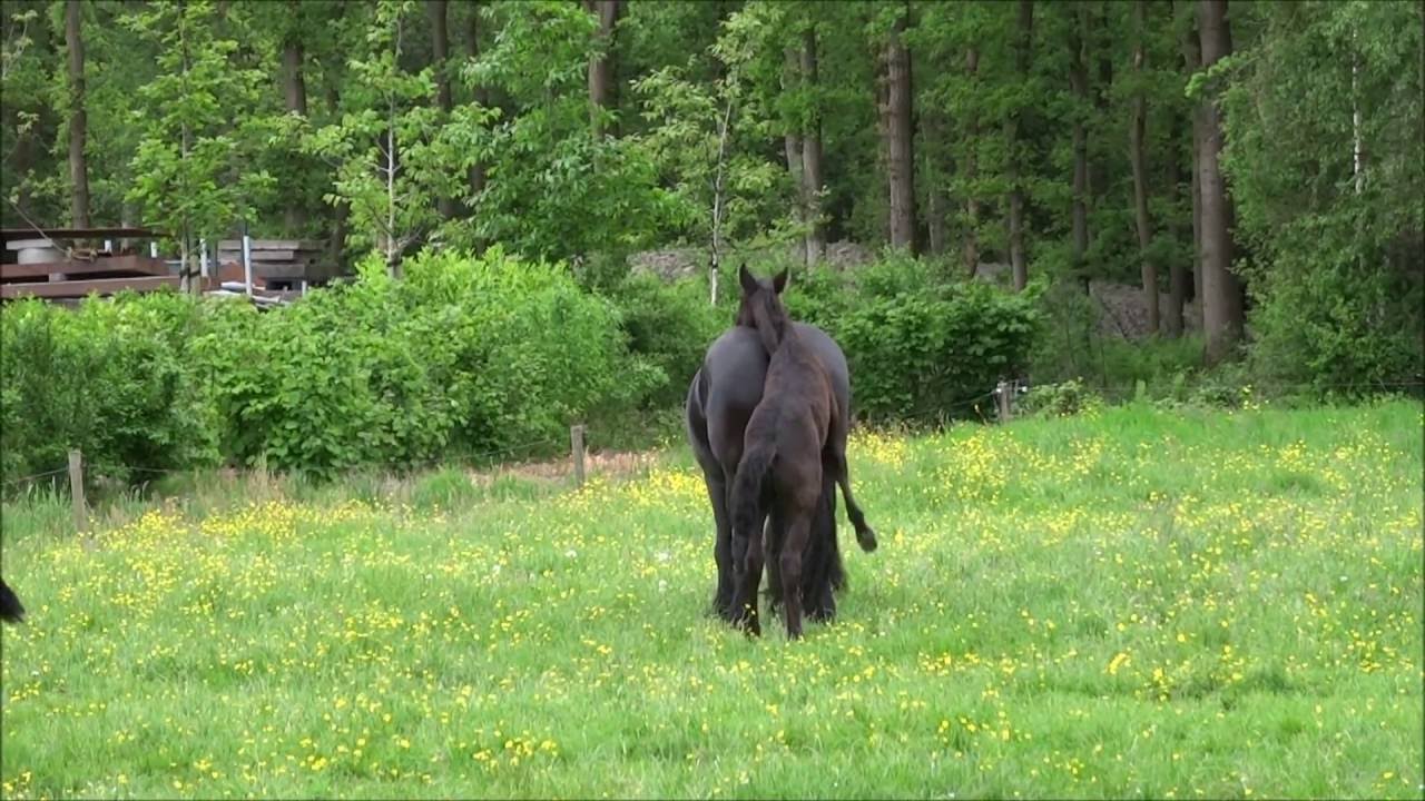 Veulen wil moeder dekken :)