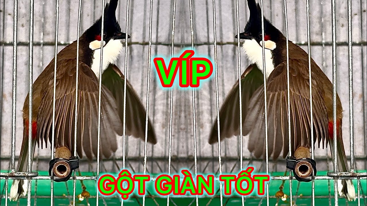 VÍP , GIÀ RỪNG, BỘ CHẤT , PHÁCH ĐẤU TỐT , GỘT GIÀN TỐT