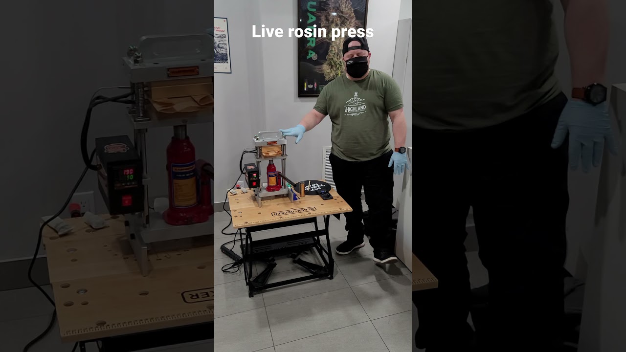 Live rosin press. Flower heating tips.