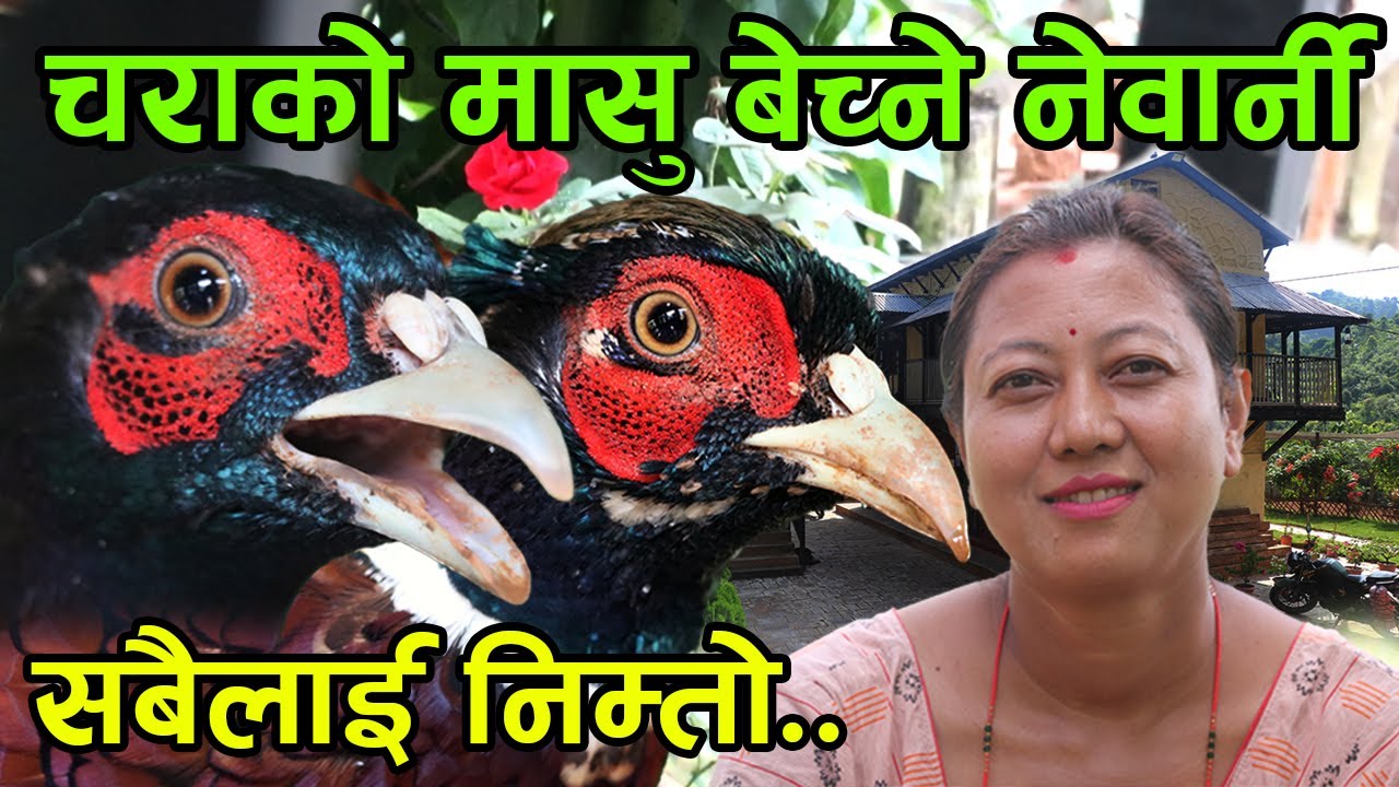 चराको मासुसँग लोकल रक्सी बेच्ने नेवार्नी भाउजु ! ‘हाई- वे’ मा भेटिन्छ भाउजुलाई  ||kiranpaudel