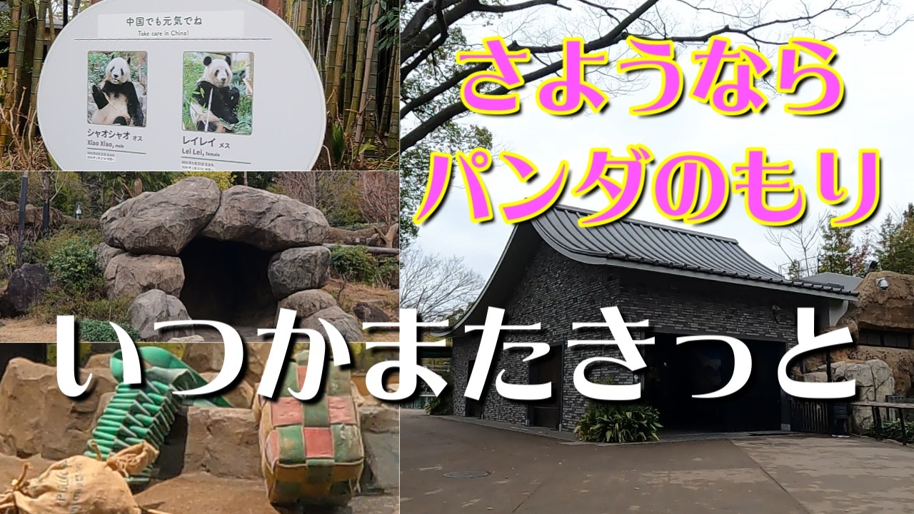 さようならパンダのもり🐼 「いつかまたきっと」 3月1日まで通れます ~上野動物園通信~