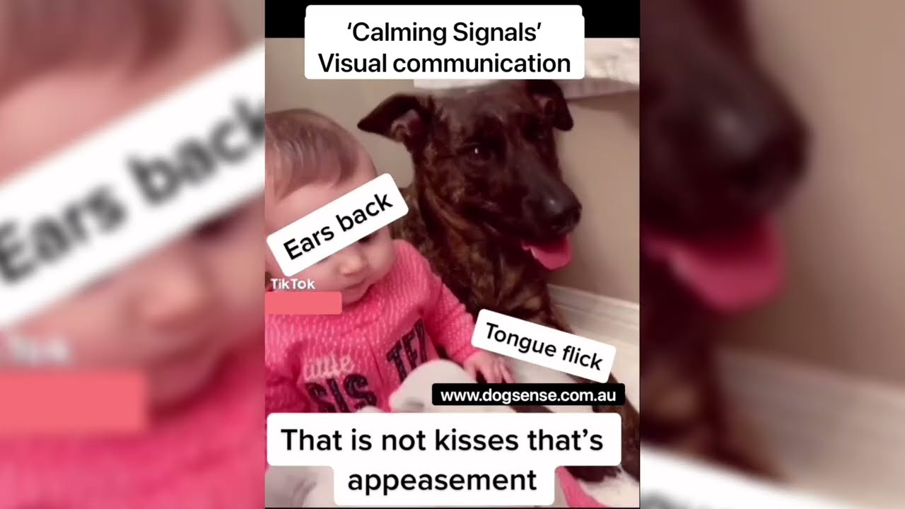 Stress signs in dogs with children