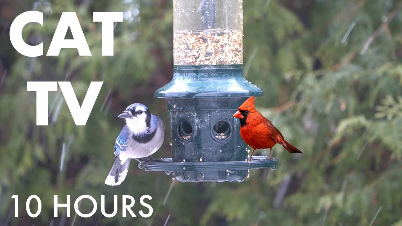 Beautiful Backyard Birds and Squirrels in a Blizzard - 10 Hour Cat TV for Pets 🐱  - Feb 27, 2026