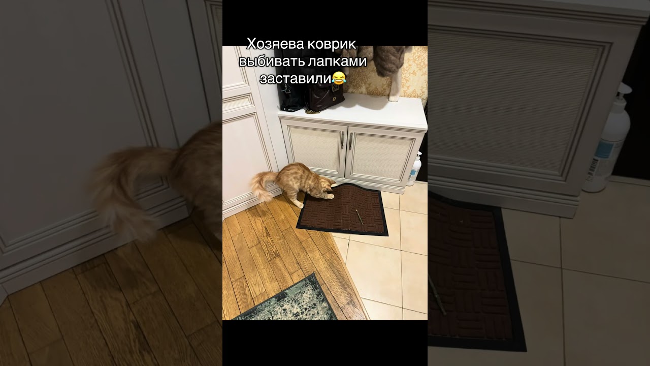 Рабыня КотоИзаура #cat #кот