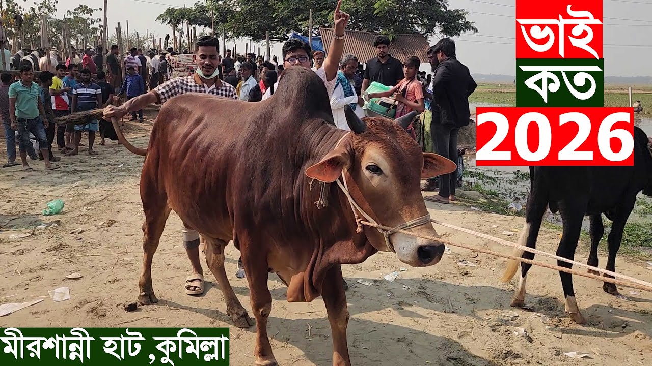 ভাই গরু কত 2026 ? কুমিল্লার মীরশান্নী হাট থেকে বিক্রিত গরুর দাম জানুন Gorur dam koto 2026