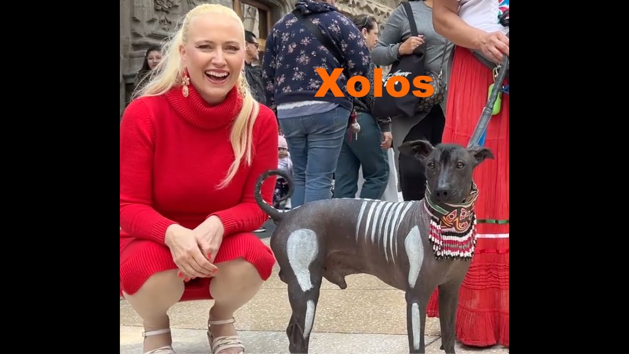 Dia de Muertos - Xoloitzcuintle, dog parade! Viaje al Mictlan!! and Mexico City Zocalo Mega Altar!