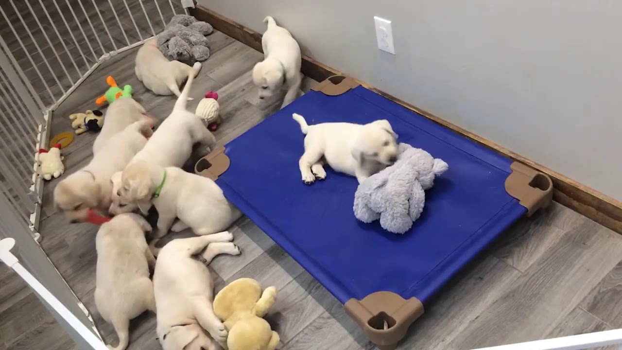 Ivory & Theo Puppies Born July 16th, 2020