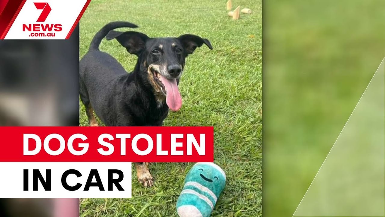 Gold Coast carjacking sparks dramatic chase with pet dog inside | 7NEWS