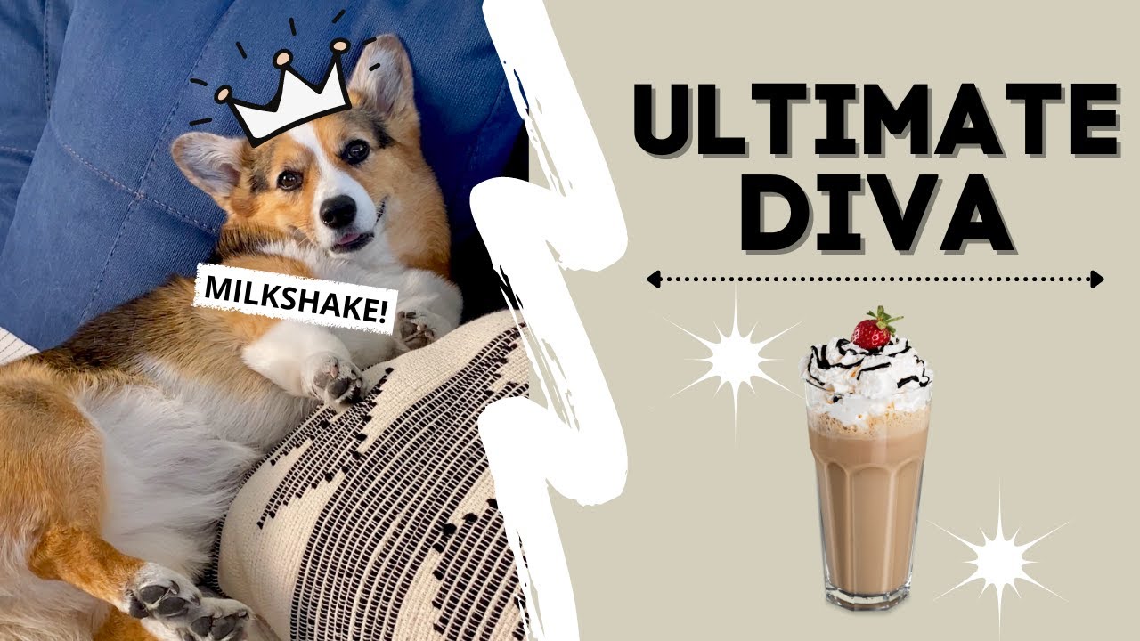 Dog Diva Gets SASSY! #milkshake #fierce