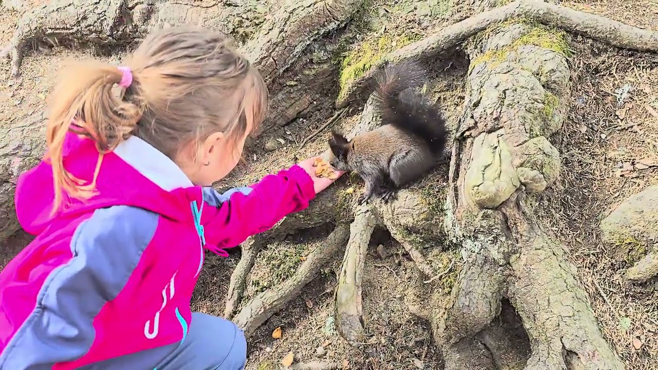 Arosa, Eichhörnliweg 🐿🇨🇭 23.03.2025