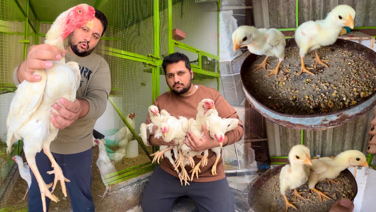 White Shamo Breeder Female Or us k Chicks, King Shamo Farming at Home, Hen Hatching chicks At Home
