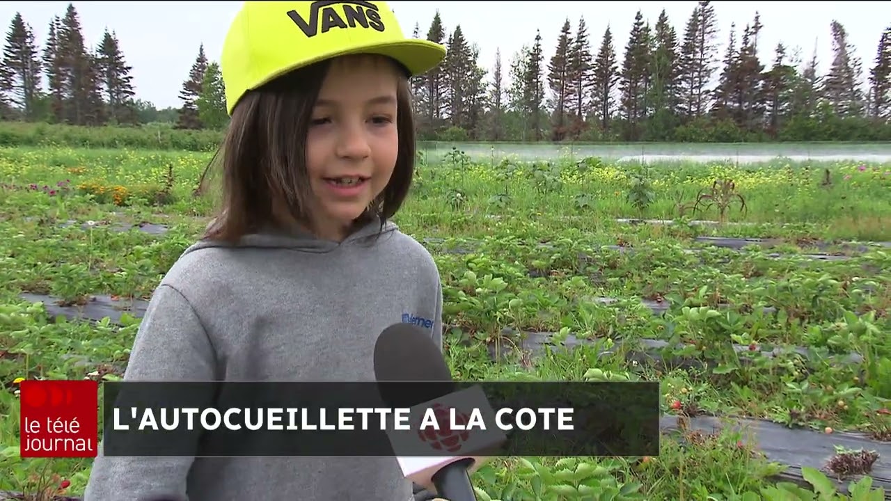 Autocueillette de petits fruits