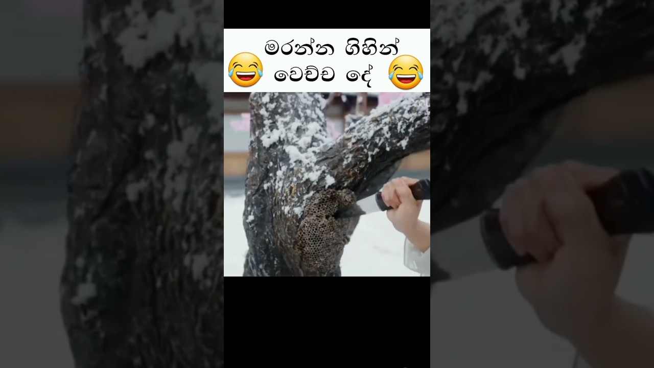 රජතුමාව මරන්න ගිහින් වෙච්ච දේ 😂😅#kdrama #kdramasinhala #shorts #dramacastle #trending