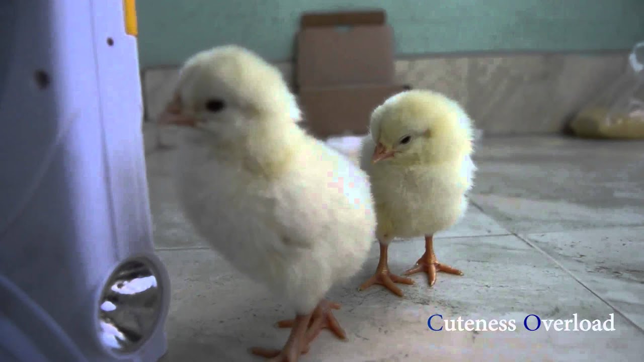 Cute Baby Chicks Playing - Cuteness Overload