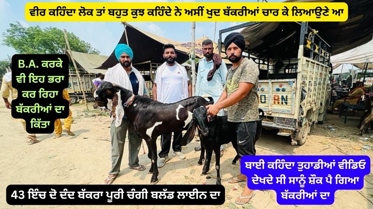 ਵੱਡੇ ਬੱਕਰੇ ਤੋ ਜਿਆਦਾ ਕੱਦ ਤਾਂ ਹੁਣ ਹੀ ਕਰ ਰੱਖਿਆ ਇਸ ਬਾਈ ਦੇ ਬੱਕਰੇ ਨੇ l B A  ਕਰ ਕੇ ਬੱਕਰੀਆਂ ਰੱਖ ਲਈਆਂ Tungwai