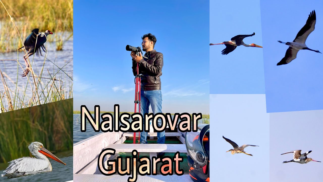 Nalsarovar Bird Century Gujarat |Captured beautiful birds at Nalsarovar | migratory birds Nalsarovar
