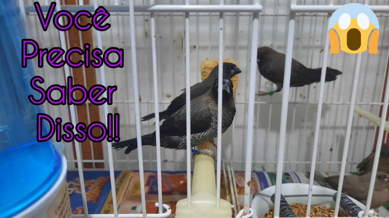 ALGO SOBRE OS MANONS QUE VC PRECISA SABER !!