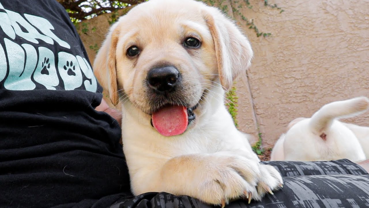 Exploring The Outdoors With Labrador Cuties!