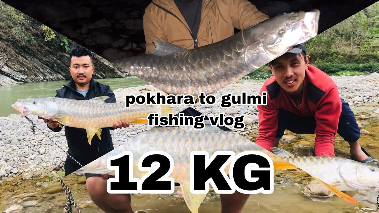 pokhara to gulmi for Fishing (golden masheer)