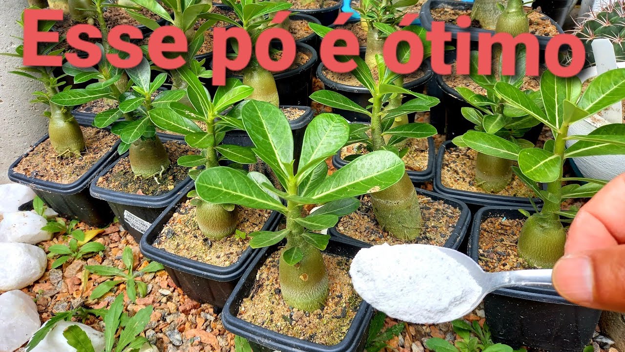 Como utilizar calcário nas rosas do deserto?